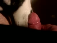 my horny dick lick malamute dog